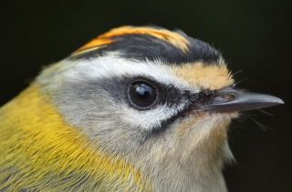 Vuurgoudhaan