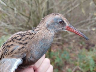 Juveniele Waterral