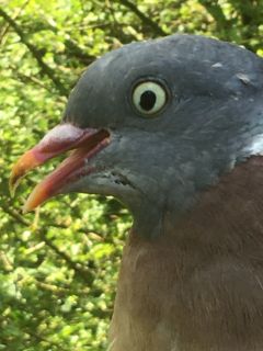 Houtduif