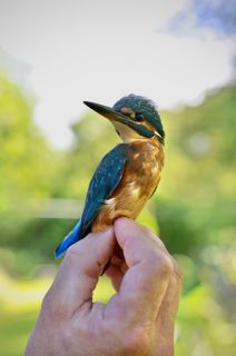 IJsvogel