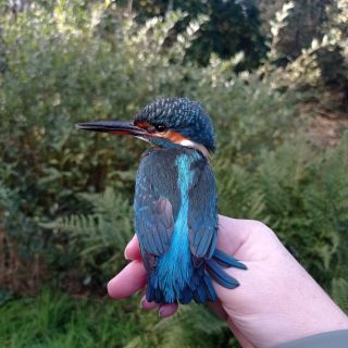 IJsvogel