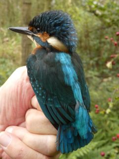 IJsvogel
