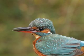 IJsvogel
