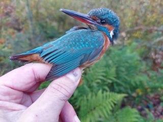 IJsvogel