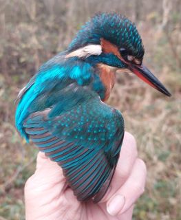 Ijsvogel
