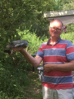 Koos met de Houtduif