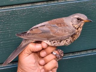 Kramsvogel