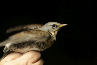 Kramsvogel