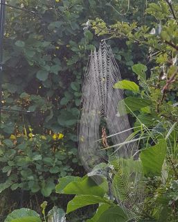 Mistnet Kruisspin