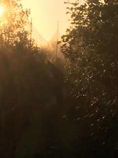 Morgenstemning