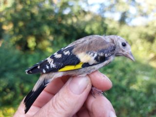 Juveniele Putter