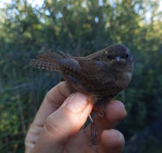 Juveniele Winterkoning