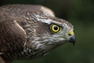 Sperwer vrouw