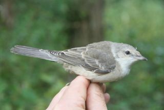 Sperwergrasmus juveniel