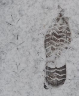 Voetstappen in de sneeuw