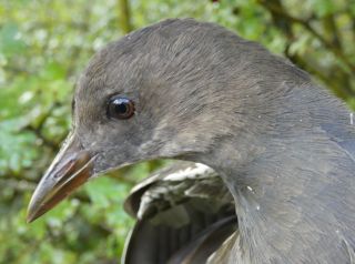 Eerste kalenderjaar Waterhoen