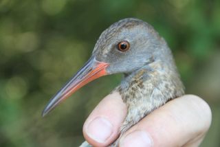 Juveniele Waterral, kleur iris