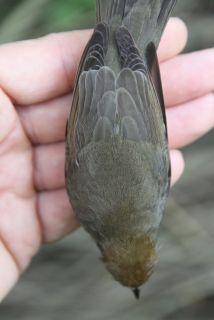 Zwartkop vrouw