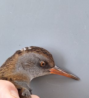 Waterral met zeer korte snavel
