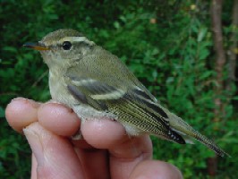 Yellow-browed Warbler