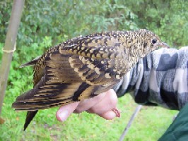 White's Thrush