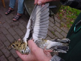 de onderkant van de vleugel