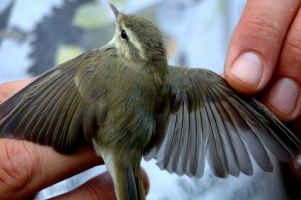 really the Greenish Warbler