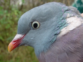 Woodpigeon