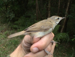 Paddyfield Warbler