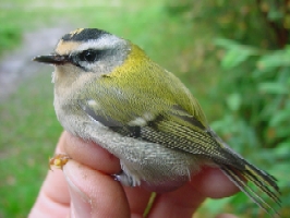 Firecrest