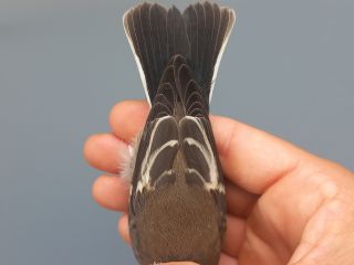 Bontevliegenvanger, staart eerste kalenderjaar