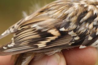 Boomkruiper, detail vleugel