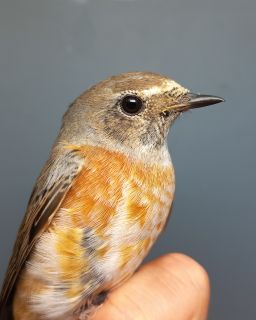 Gekraagde Roodstaart