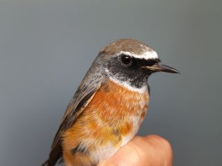 Gekraagde Roodstaart