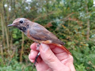 Gekraagde Roodstaart man