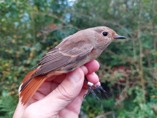 Gekraagde Roodstaart vrouw