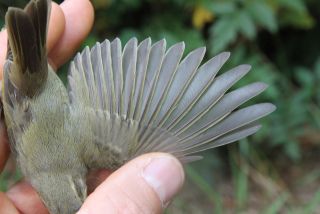 Grauwe Fitis, detail handpennen