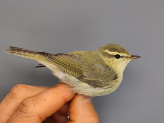 Grauwe Fitis, detail handpennen