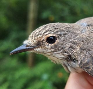 Grauwe Vliegenvanger