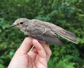 Grauwe Vliegenvanger