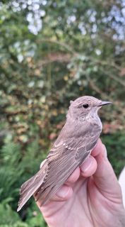 Grauwe Vliegenvanger