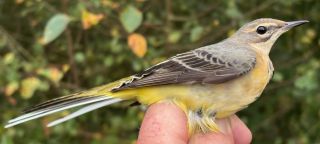 Grote Gele Kwikstaart