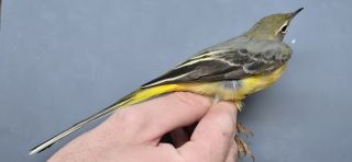 Grote Gele Kwikstaart