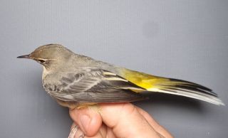 Grote Gele Kwikstaart