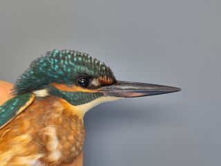 IJsvogel