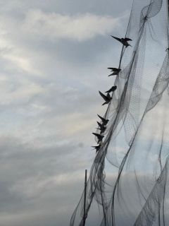 zwaluwen op de spanlijn