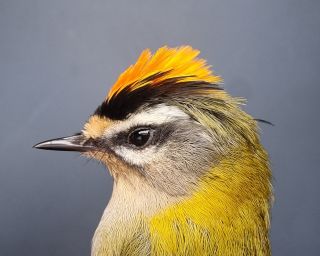 Nog een Vuurgoudhaan