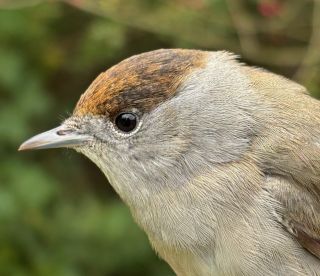 Zwartkop, genderbender?